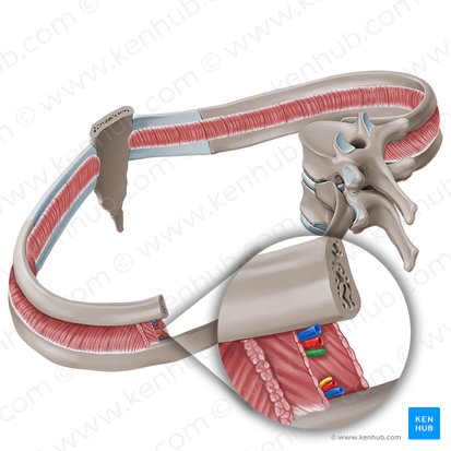 Intercostal nerve (Nervus intercostalis); Image: Paul Kim