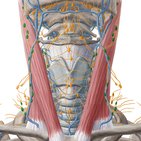 Introduction to lymph nodes