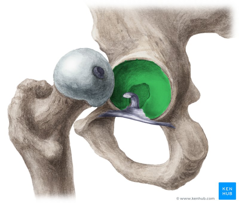 Acetabulum (grün) und Femurkopf - laterale Ansicht