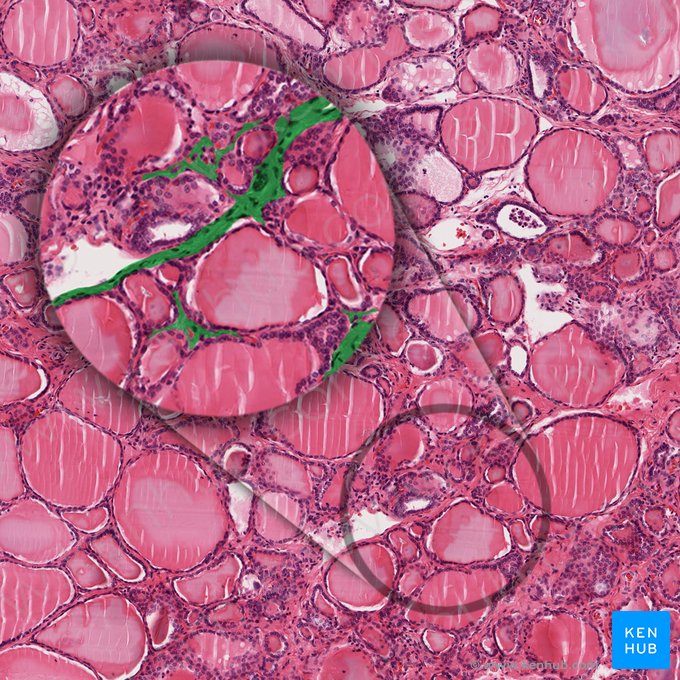 Tejido conectivo interfolicular (Textus connectivus interfollicularis); Imagen: 