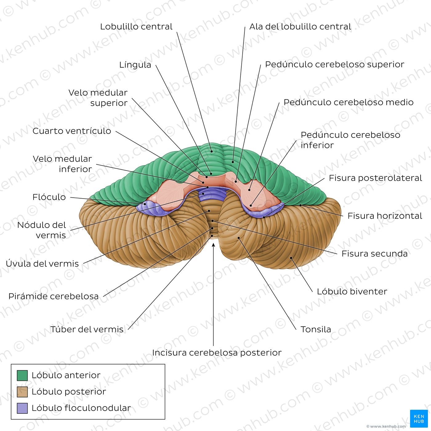Anatomy of the cerebellum - Anterior view