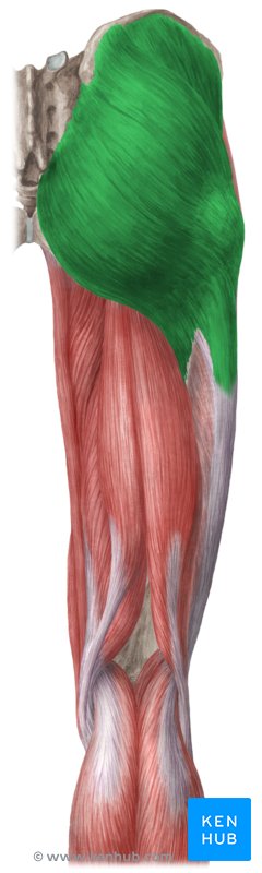 origen e inserción del glúteo medio