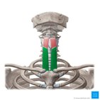 Sternothyroid muscle