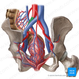 Left common iliac artery (Arteria iliaca communis sinistra); Image: Begoña Rodriguez