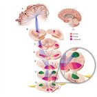 Lateral corticospinal tract