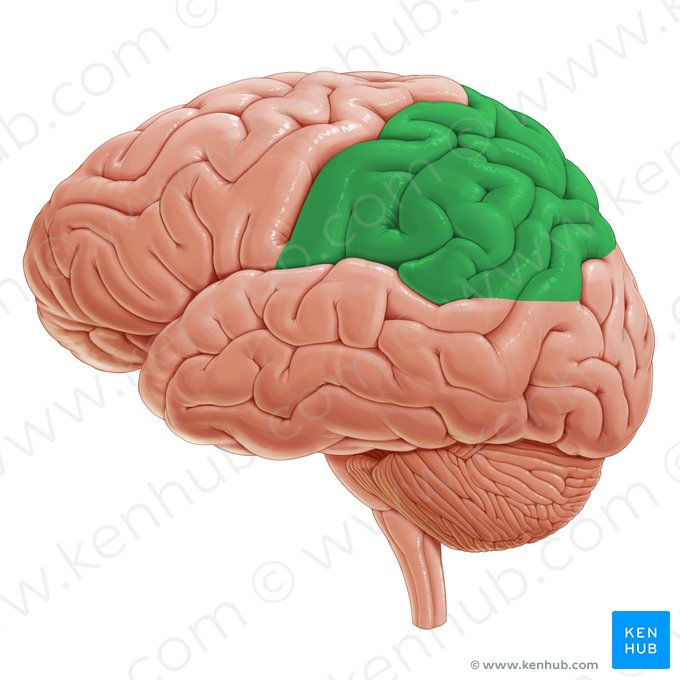 Lóbulo parietal (Lobus parietalis); Imagen: Paul Kim