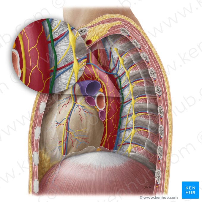 Vena hemiácigos accesoria (Vena hemiazygos accessoria); Imagen: Yousun Koh