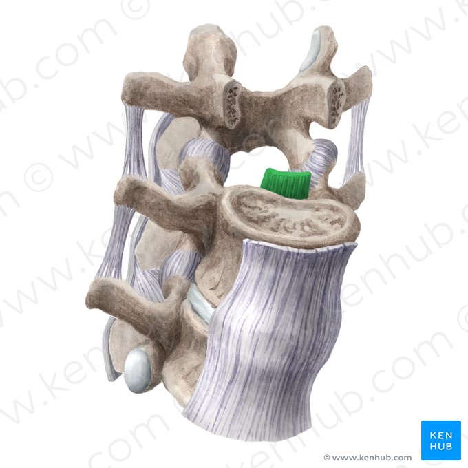 Posterior longitudinal ligament (Ligamentum longitudinale posterius); Image: Liene Znotina