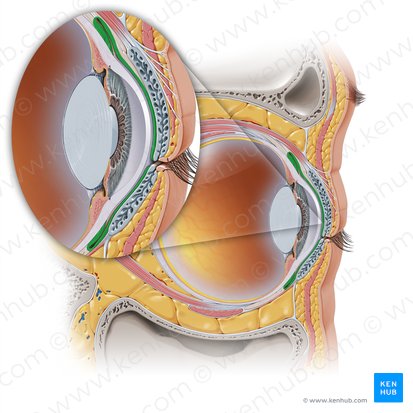 Conjuntiva; Imagem: Paul Kim