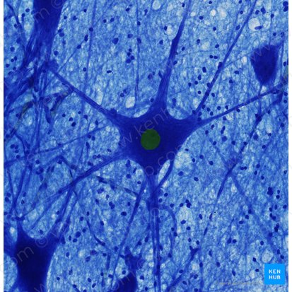 Nucleus neuronalis (Zellkern eines Neurons); Bild: 