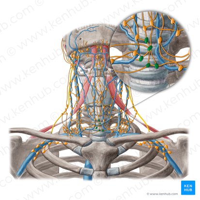 Pretracheal lymph nodes (Nodi lymphoidei pretracheales); Image: Yousun Koh