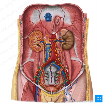 Pelvic lymph nodes (Nodi lymphoidei pelvici); Image: Esther Gollan