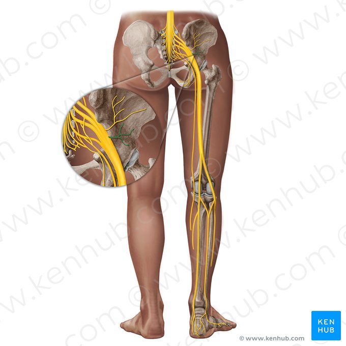 Nervus gluteus inferior (Unterer Gesäßnerv); Bild: Irina Münstermann