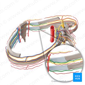 Anterior intercostal artery (Arteria intercostalis anterior); Image: Paul Kim