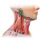 Digastric muscle