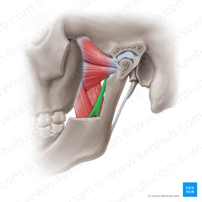 Ligamentum sphenomandibulare (Keilbein-Unterkiefer-Band); Bild: Paul Kim