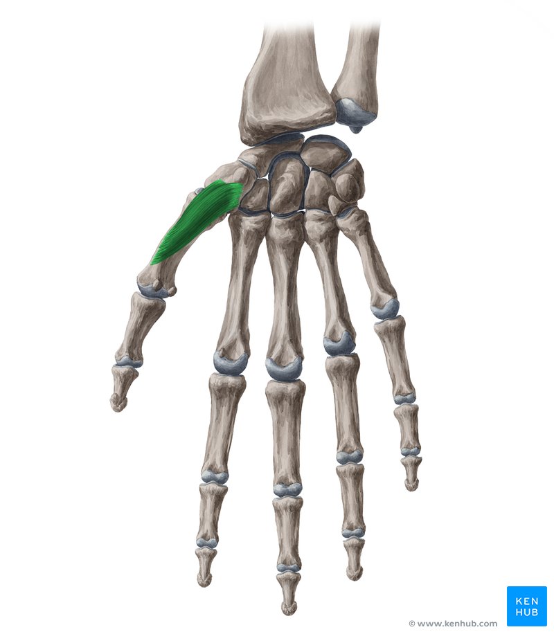 Músculo oponente do polegar