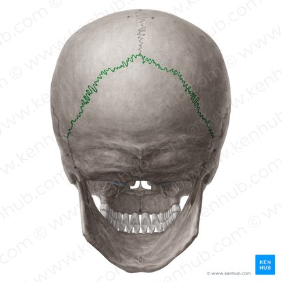 Suture lambdoïde (Sutura lambdoidea); Image : Yousun Koh