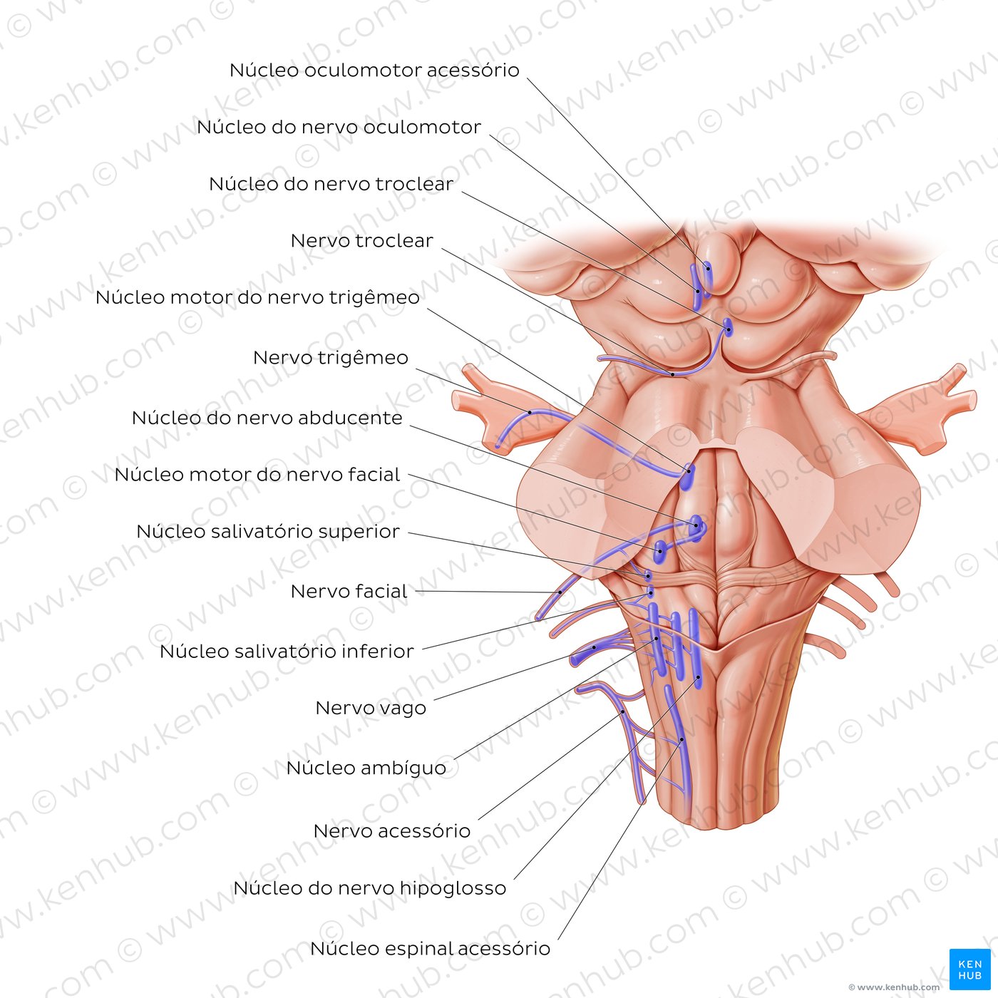 Núcleos dos nervos cranianos