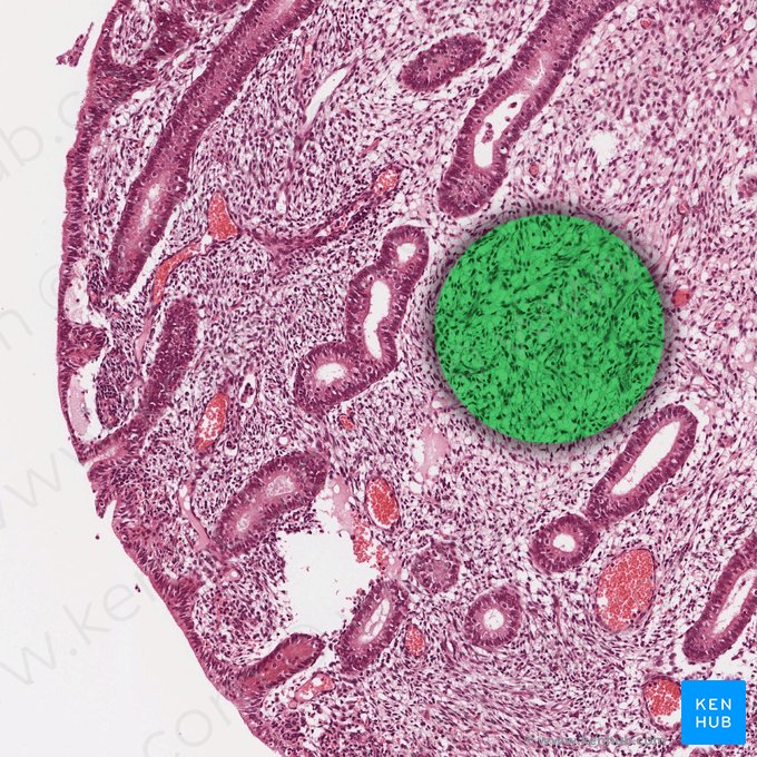 Endometrial stroma; Image: 