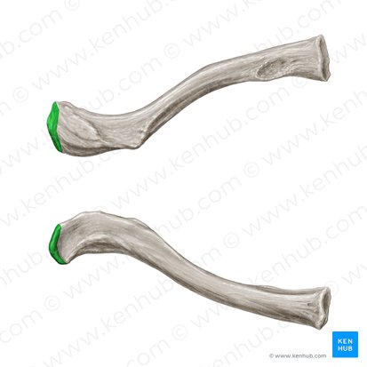 Superfície articular acromial da clavícula (Facies articularis acromialis claviculae); Imagem: Samantha Zimmerman