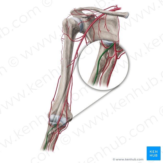 Artéria radial (Arteria radialis); Imagem: Yousun Koh