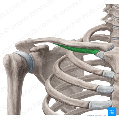 Musculus subclavius (Unterschlüsselbeinmuskel); Bild: Yousun Koh