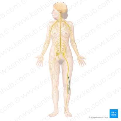 Nervo fibular comum (Nervus fibularis communis); Imagem: Begoña Rodriguez