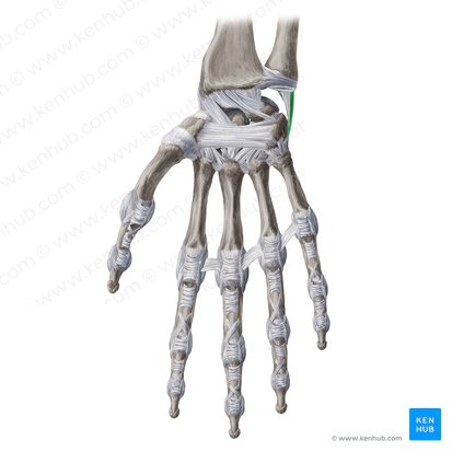 Ligamento colateral ulnar del carpo (Ligamentum collaterale ulnare carpi); Imagen: Yousun Koh