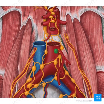 Inferior mesenteric lymph nodes (Nodi lymphoidei mesenterici inferiores); Image: Irina Münstermann