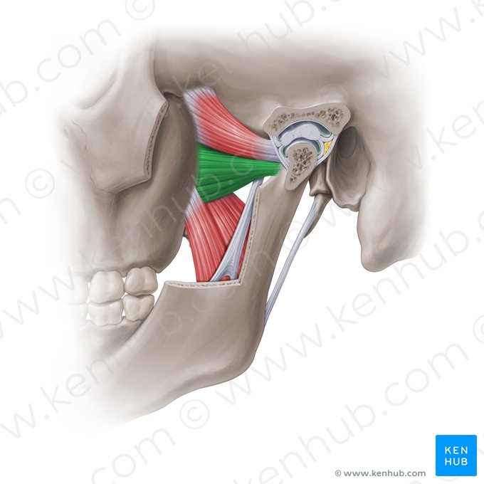 Cabeza inferior del músculo pterigoideo lateral (Caput inferius musculi pterygoidei lateralis); Imagen: Paul Kim