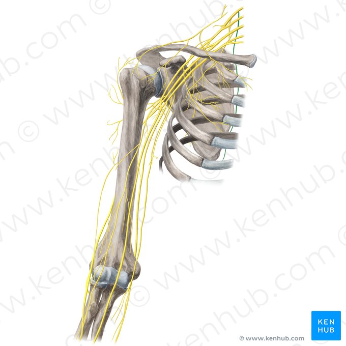 Nervio dorsal de la escápula (Nervus dorsalis scapulae); Imagen: Yousun Koh