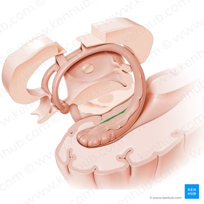 Giro denteado (Gyrus dentatus); Imagem: Paul Kim