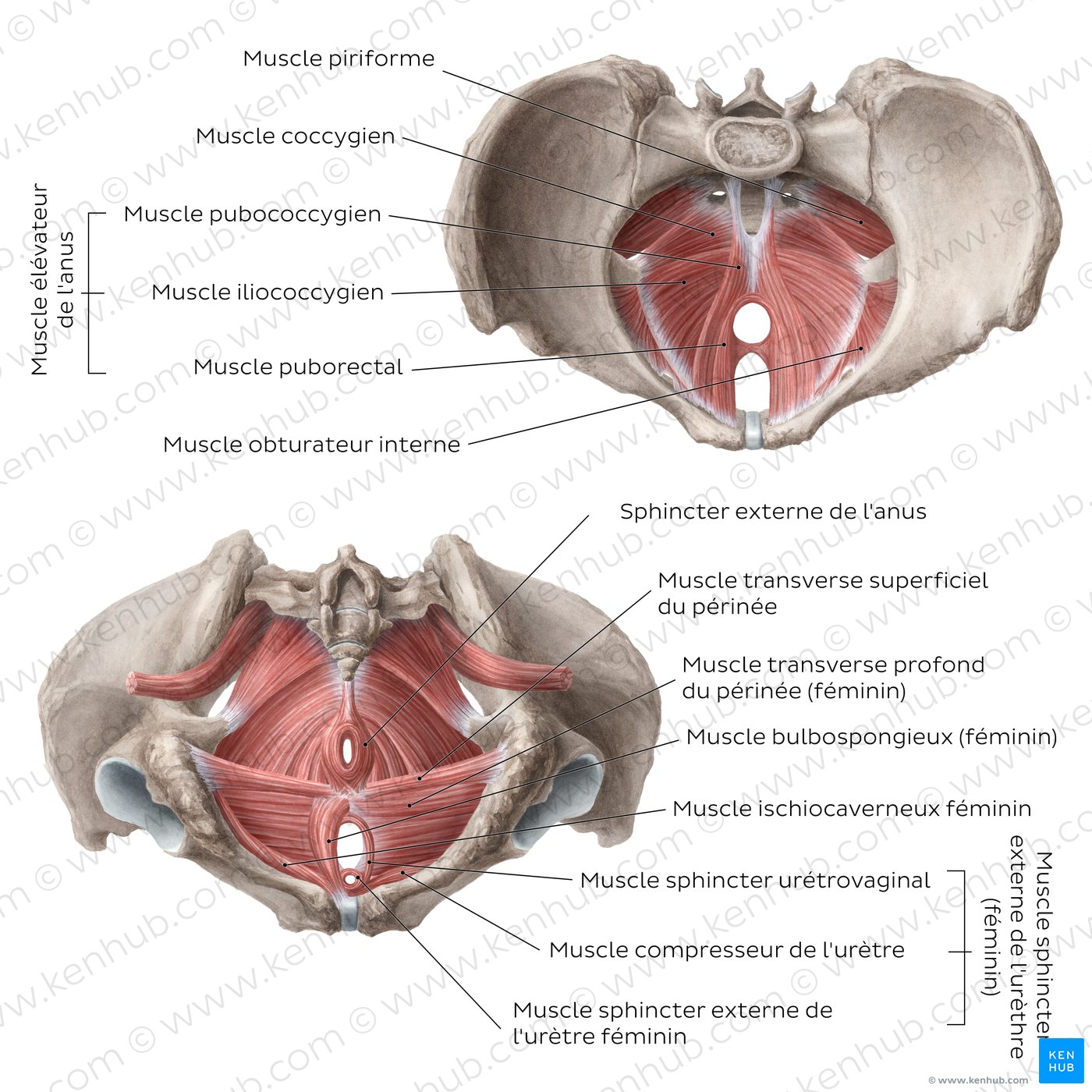 Muscles et os du bassin : schéma du plancher pelvien