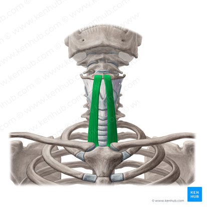 Musculus sternohyoideus (Brustbein-Zungenbein-Muskel); Bild: Yousun Koh