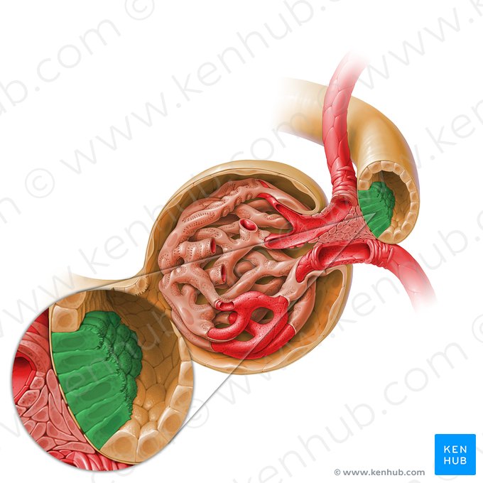 Mácula densa (Macula densa); Imagem: Paul Kim