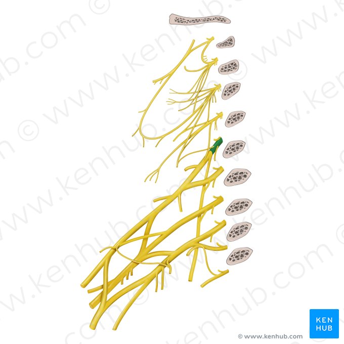 Nervus spinalis C5 (Spinalnerv C5); Bild: Begoña Rodriguez