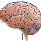 Dural venous sinuses