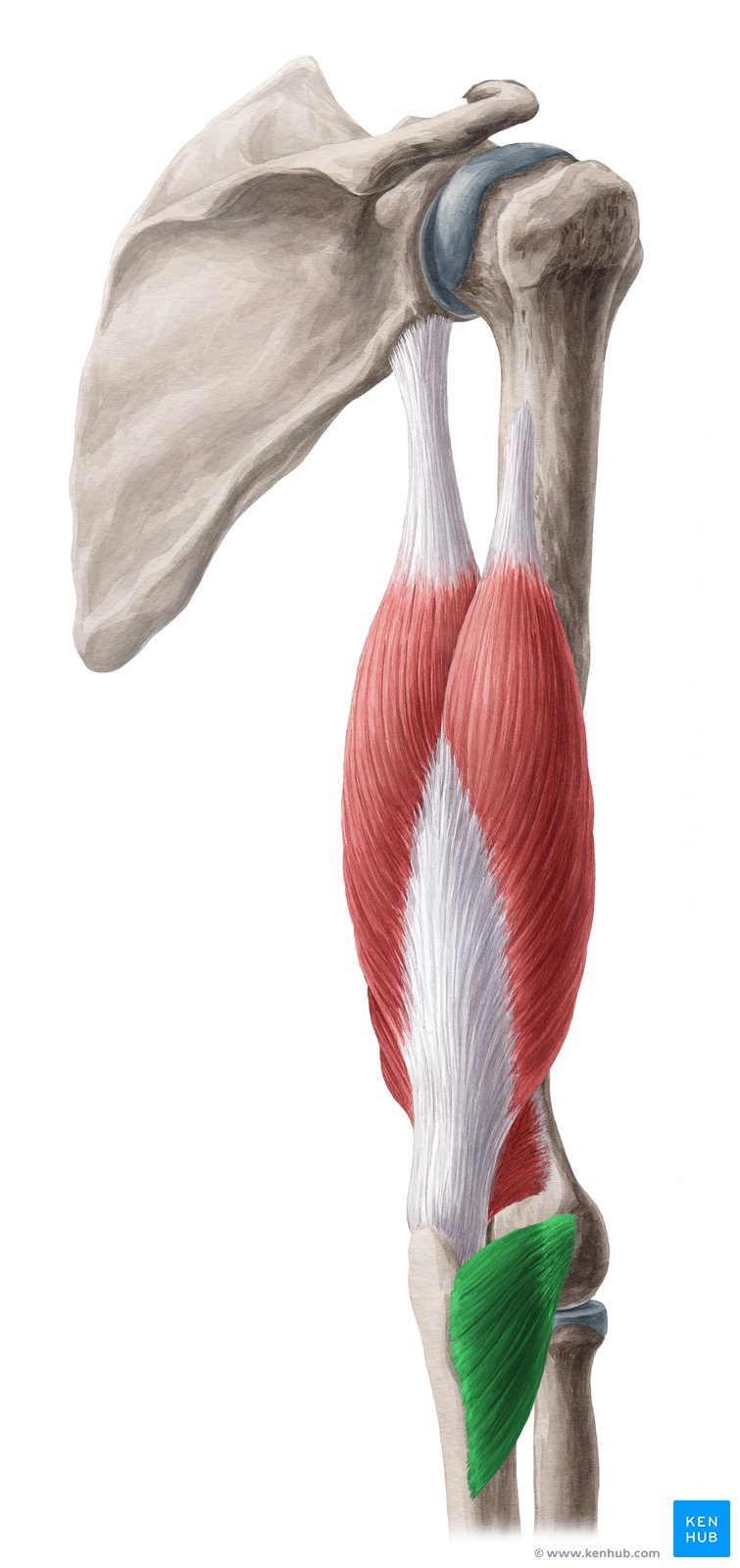 Músculo ancôneo - vista posterior (verde)