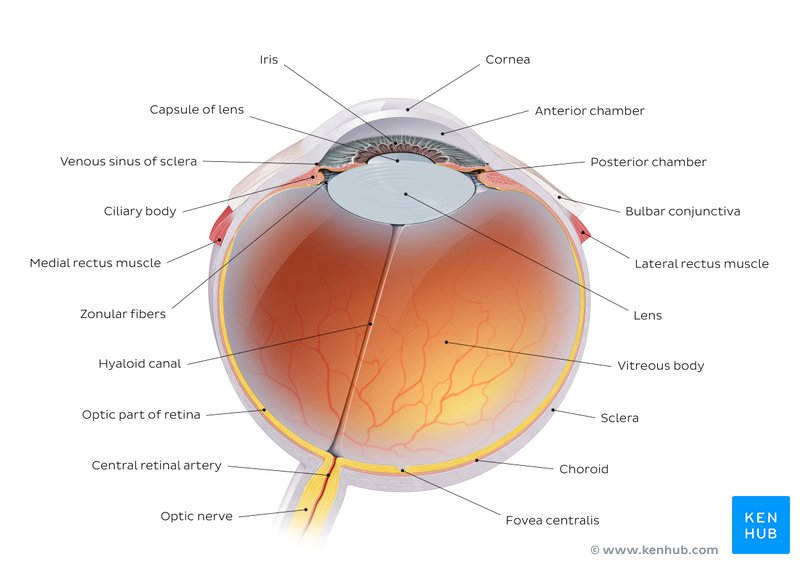 Diagram showing the parts of the eye with labels