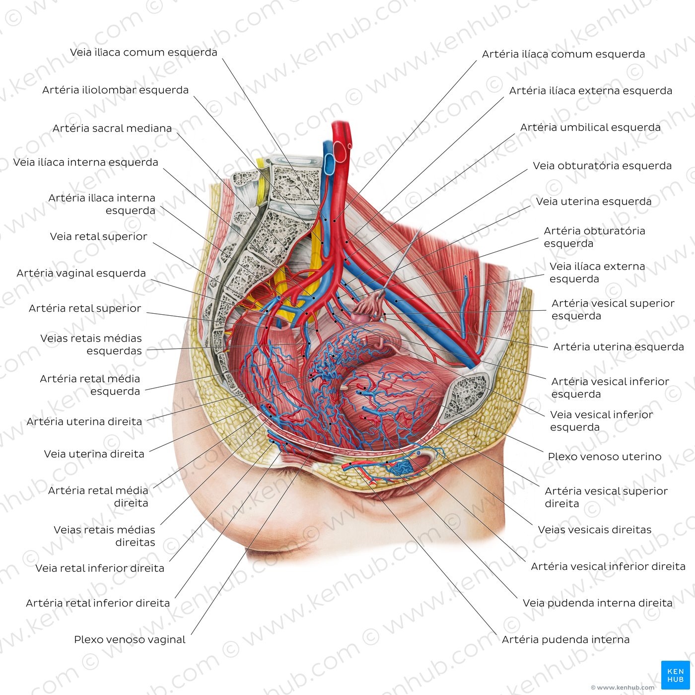 Blood vessels of the female pelvis (overview diagram)