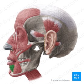 Depressor labii inferioris muscle (Musculus depressor labii inferioris); Image: Yousun Koh