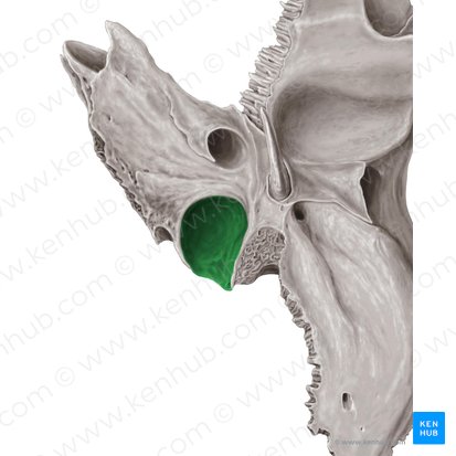 Jugular fossa of temporal bone (Fossa jugularis ossis temporalis); Image: Samantha Zimmerman