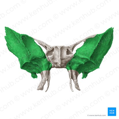 Greater wing of sphenoid bone (Ala major ossis sphenoidalis); Image: Samantha Zimmerman