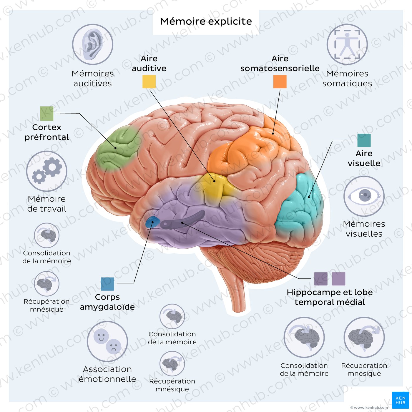 Explicit memory: brain structures
