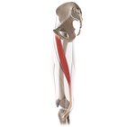 Gracilis muscle (3D)