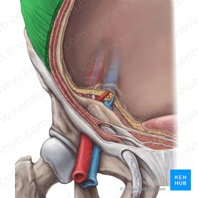Músculo oblíquo externo do abdome (Musculus obliquus externus abdominis); Imagem: Hannah Ely