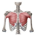 Musculus pectoralis major