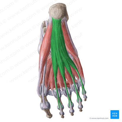 Músculo flexor corto de los dedos (Musculus flexor digitorum brevis); Imagen: Liene Znotina