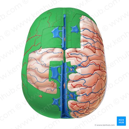 Dure-mère (Dura mater); Image : Paul Kim